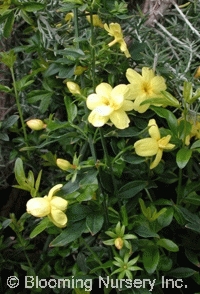 Jasminum mesnyi                         